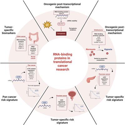 Editorial: RNA-binding proteins in cancer: advances in translational research